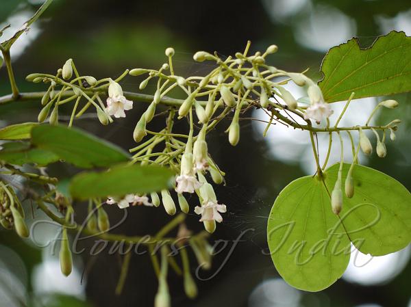 Malabar Bauhinia